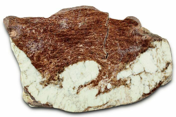 Polished Magnesite Section - Western Australia #328322